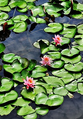 蓮花,花