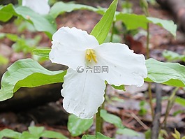 延,野花,安大略省
