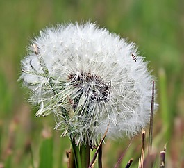 蒲公英,性質(zhì),廠
