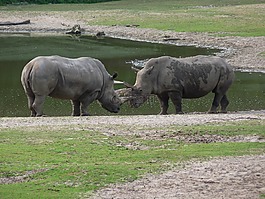犀牛,非洲,野生動(dòng)物園