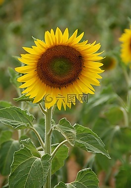 向日葵,植物,花