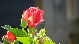 花,槿,花的