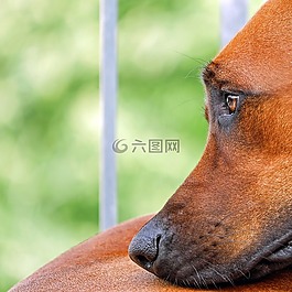 狗,布朗,面對