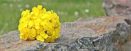 油菜,石,性質(zhì)