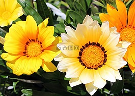 黃色的花朵,花園,園林植物