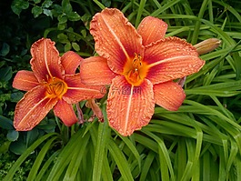 百合,花,橙