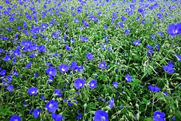 月見(jiàn)草,報(bào)春花,領(lǐng)域的鮮花