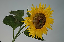 太陽(yáng)花,黃色,性質(zhì)