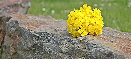 油菜,石,性質