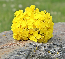 油菜,石,性質(zhì)