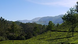 蒙納,丘陵,印度