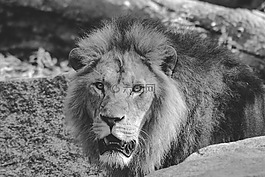 獅子,動物,男性