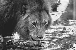 獅子,喝,動(dòng)物園