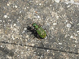 cicidella,cicidella campestris,昆蟲