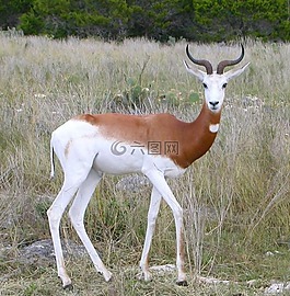 跳羚,盯著,antidorcas marsupialis