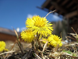 款冬,花,開花