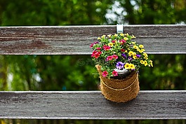 鲜花,装饰,开花