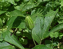 激情的花葡萄芽,藤,登山者