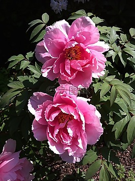 peonie,花,粉紅色