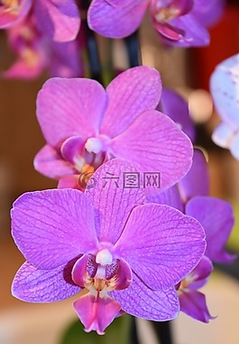 花,植物,性質(zhì)