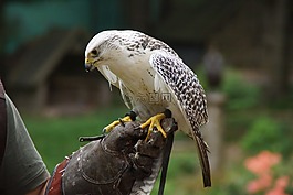鳥,猛禽,鷹獵
