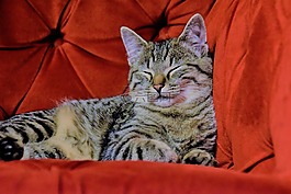 猫,红色的椅子,电视扶手椅