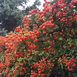秋花开花,秋季,花园
