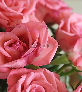 玫瑰,花園,自然