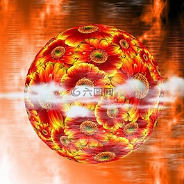 非洲菊,花,性質(zhì)