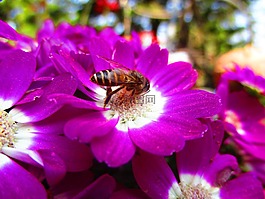 花,花蜜蜂,紅色的花