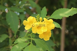 花,黃色,葉子