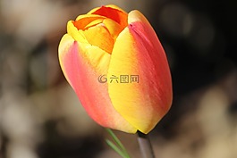 郁金香,粉紅色-黃色,鮮花
