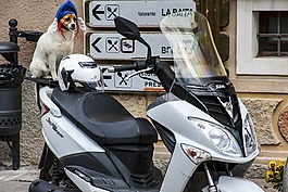 狗,這輛摩托車,滾子