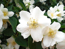 條例草案茉莉,白,花朵