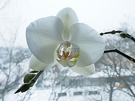 蘭花,花,開花