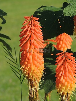 花,tritoma,花園
