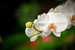 花,性質(zhì),蘭花
