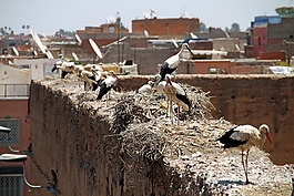 鳥,屋頂,動物