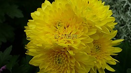 阿斯特,花,开花