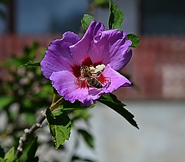 性質(zhì),花,動(dòng)物