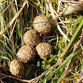 解決方案,動(dòng)物,糞便