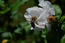性質(zhì),花,動(dòng)物