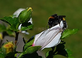 性質(zhì),花,動(dòng)物