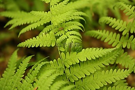 蕨類植物,綠色,明亮的綠色