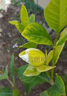 栀子,花,花蕾