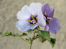 丁香花芙蓉,野生花卉,花