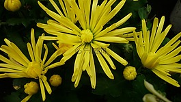 阿斯特,花,黃色