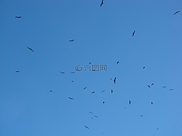 鳥(niǎo)類(lèi),天空,藍(lán)色