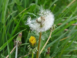 蒲公英時鐘,春,蒲公英