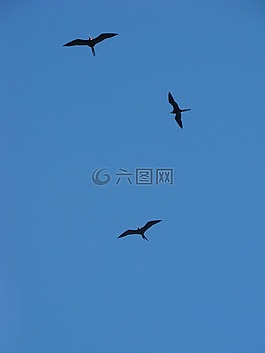 鳥,藍色的天空,性質(zhì)